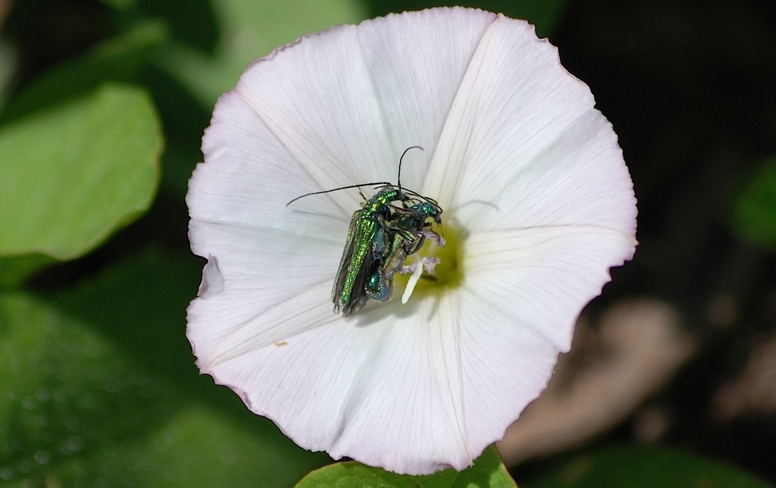 Oedemera nobilis